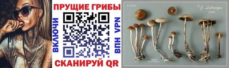 Купить где  Темрюк  Галлюциногенные грибы Cubensis 